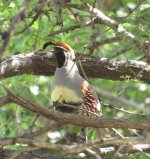 Gambel's Quail.jpg