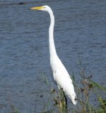 Great Egret.jpg