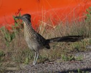 Greater Roadrunner.jpg