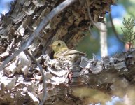 Buff-breasted Flycatcher.jpg