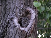 Western Screech-Owl.jpg