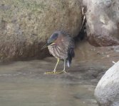 Green Heron.jpg