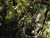 Plumbeous Vireo.jpg