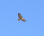 Red-tailed Hawk.jpg