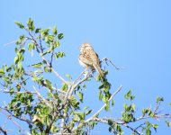 Rufous-winged Sparrow.jpg