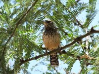 Cactus Wren.jpg