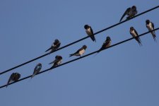 Barn Swallow (1).jpg