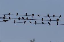 Barn Swallow (2).jpg