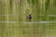 Little Grebe.jpg