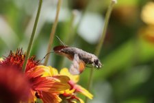 Hummingbird Moth.jpg