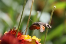 Hummingbird Moth (1).jpg