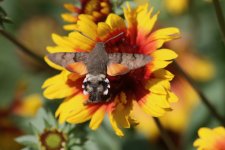 Hummingbird Moth (2).jpg