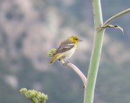 Bullock's Oriole-female.jpg