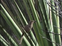 Curve-billed Thrasher.jpg