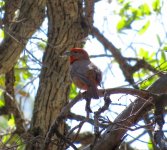 Hepatic Tanager-male.jpg