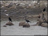 Phalacrocorax-capillatus_002.jpg