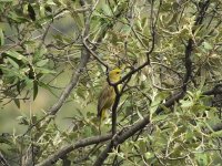 Hepatic Tanager-female.jpg