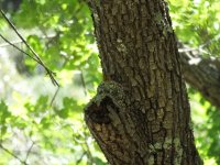 Tufted Flycatcher.jpg