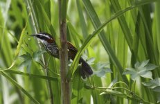 taiwan scimitar babbler.JPG