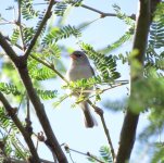 Verdin fledgling.jpg