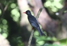 black bulbul.JPG