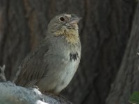 Canyon Towhee.jpg