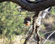 Slate-throated Redstart.jpg