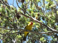 Western Tanager.jpg