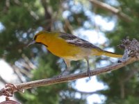 Bullock's Oriole.jpg