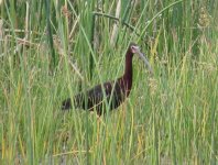 White-faced ibis.jpg