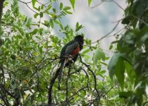 Elegant Trogon.jpg