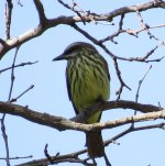 Sulphur-bellied Flycatcher.jpg