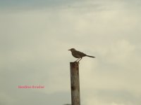 Bendire's Thrasher.jpg