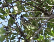 Black-throated Gray Warbler.jpg