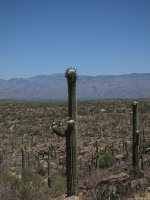 Saguaro NP.jpg