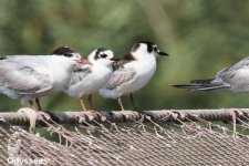 Whiskered_Tern.JPG