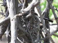 Black-tailed Gnatcatcher.jpg