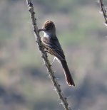 Brown-crested Flycatcher.jpg