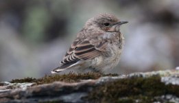 Wheatear Juv.JPG