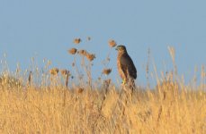 Juv Goshawk Kalloni SP Lesvos Bird News FB group 290817.JPG