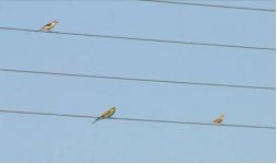 Bee-eater LG Shrike Cretzch Bunting Kalloni  SP Eleni Galinue 280817.JPG