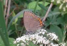 Black Hairstreak lt 3.jpg