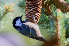 Coal Tit (1).jpg