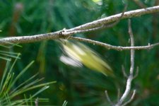 Yellow-bellied Tit.jpg