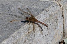 Dragonfly.jpg