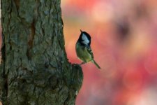 Yellow-bellied Tit (1).jpg