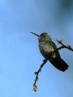 Unidentified Hummingbird BRA 8922.JPG