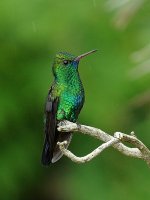 Unidentified HUmmingbird BRA 9623.JPG