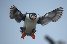 Puffin.jpg