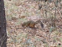 Rock Squirrel.jpg